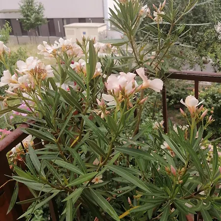 Cozy And Equipped Outbuilding In *